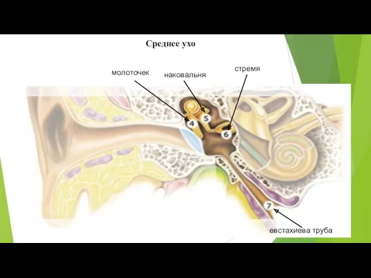 Среднее ухо молоточек наковальня стремя евстахиева труба