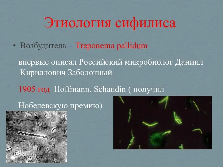 Этиология сифилиса Возбудитель – Тreponema pallidum впервые описал Российский микробиолог