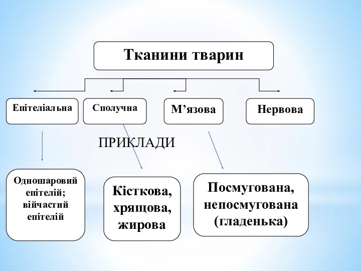 Тканини тварин Епітеліальна Сполучна М’язова Нервова Одношаровий епітелій; війчастий епітелій Кісткова, хрящова, жирова