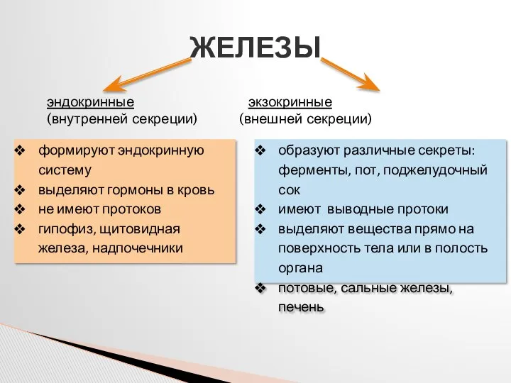 ЖЕЛЕЗЫ эндокринные экзокринные (внутренней секреции) (внешней секреции) формируют эндокринную систему