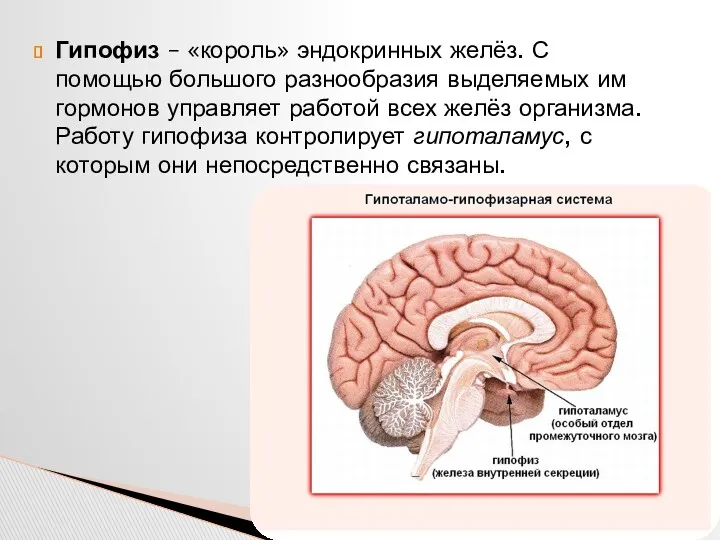 Гипофиз – «король» эндокринных желёз. С помощью большого разнообразия выделяемых