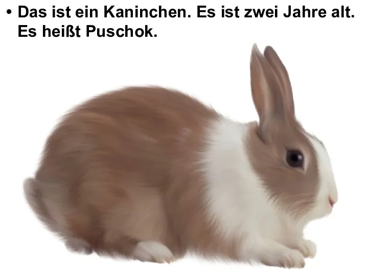 Das ist ein Kaninchen. Es ist zwei Jahre alt. Es heißt Puschok.