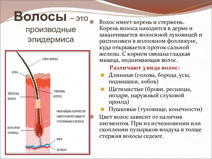 Волосы – это производные эпидермиса Волос имеет корень и стержень.