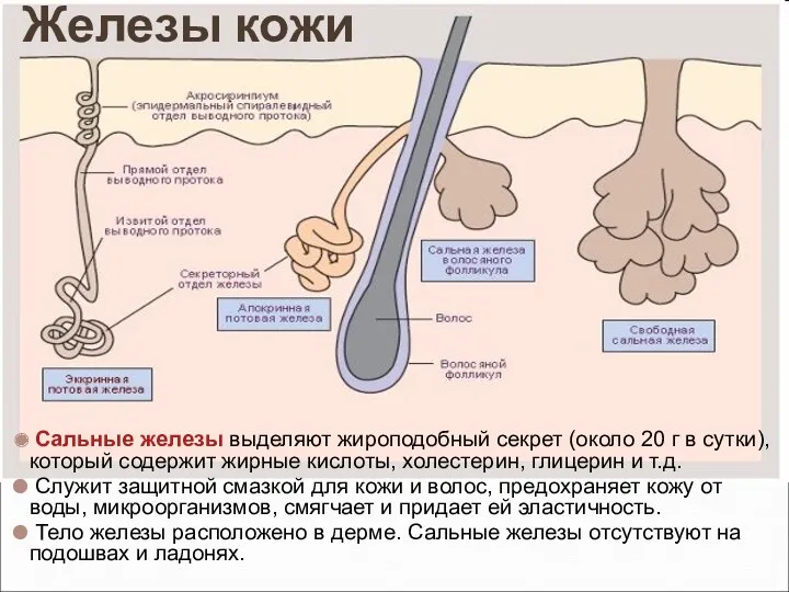 Сальные железы выделяют жироподобный секрет (около 20 г в сутки),