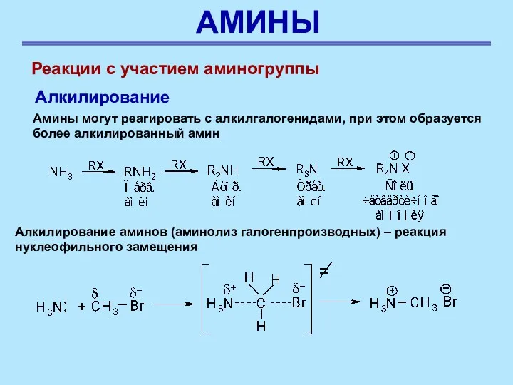 АМИНЫ Реакции с участием аминогруппы Алкилирование Амины могут реагировать с