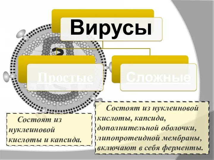 Вирусы Состоят из нуклеиновой кислоты и капсида. Состоят из нуклеиновой