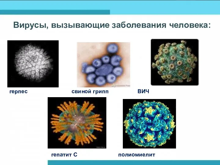 Вирусы, вызывающие заболевания человека: герпес свиной грипп ВИЧ гепатит С полиомиелит