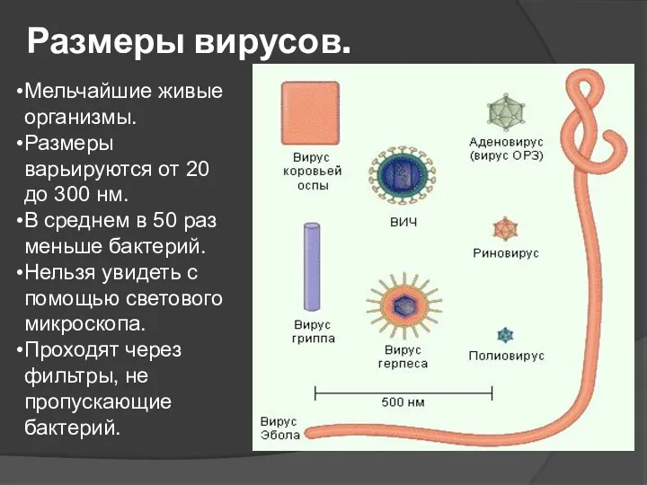 Размеры вирусов. Мельчайшие живые организмы. Размеры варьируются от 20 до