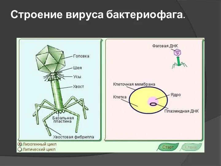 Строение вируса бактериофага.