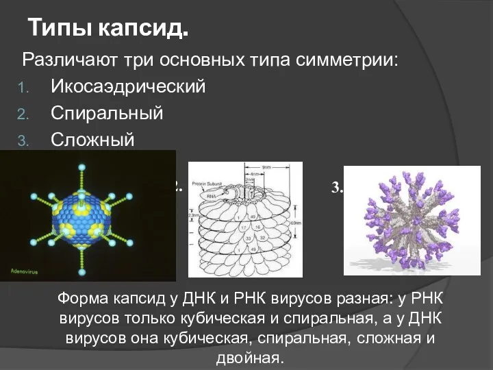 Типы капсид. Различают три основных типа симметрии: Икосаэдрический Спиральный Сложный