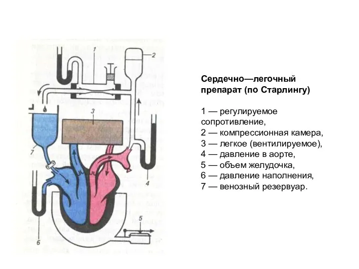 Сердечно—легочный препарат (по Старлингу) 1 — регулируемое сопротивление, 2 —