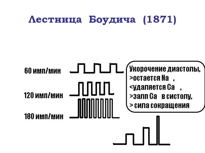 Лестница Боудича (1871)