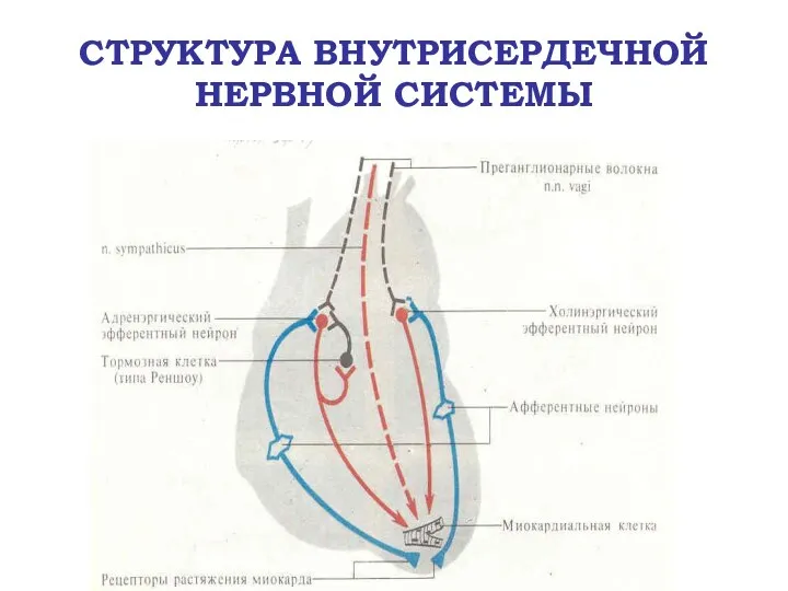 СТРУКТУРА ВНУТРИСЕРДЕЧНОЙ НЕРВНОЙ СИСТЕМЫ