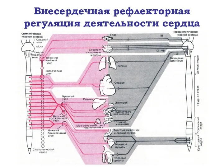 Внесердечная рефлекторная регуляция деятельности сердца