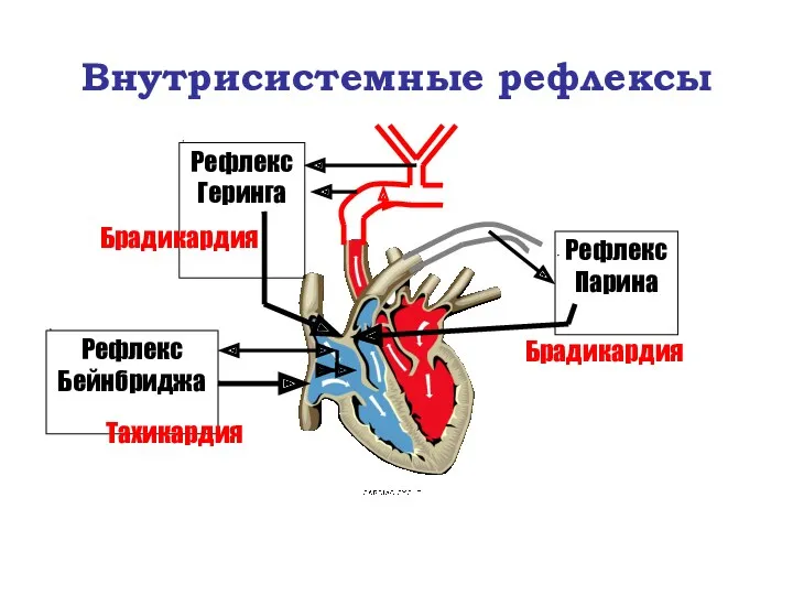 Внутрисистемные рефлексы Рефлекс Бейнбриджа Тахикардия Рефлекс Геринга Брадикардия Рефлекс Парина Брадикардия