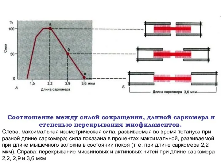 Соотношение между силой сокращения, длиной саркомера и степенью перекрывания миофиламентов.