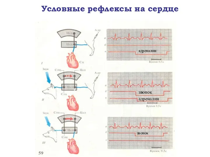 Условные рефлексы на сердце адреналин звонок адреналин звонок