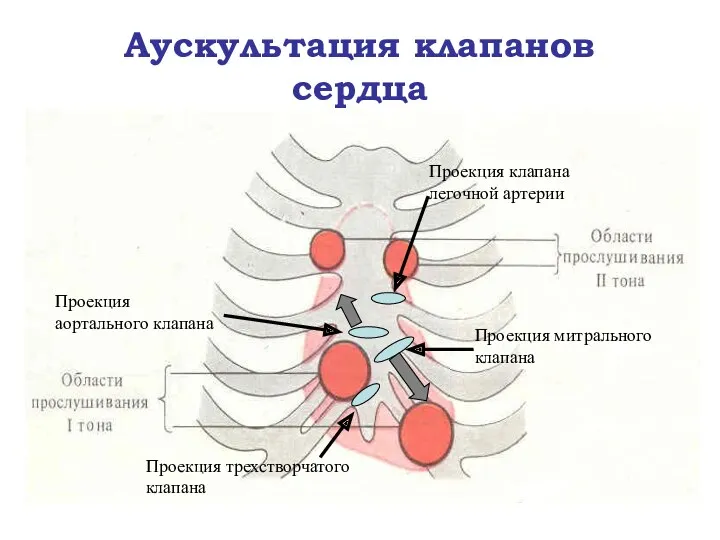 Аускультация клапанов сердца Проекция клапана легочной артерии Проекция трехстворчатого клапана Проекция митрального клапана Проекция аортального клапана