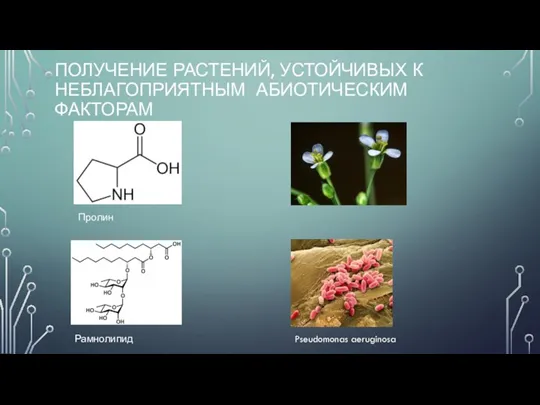 ПОЛУЧЕНИЕ РАСТЕНИЙ, УСТОЙЧИВЫХ К НЕБЛАГОПРИЯТНЫМ АБИОТИЧЕСКИМ ФАКТОРАМ Пролин Pseudomonas aeruginosa Рамнолипид