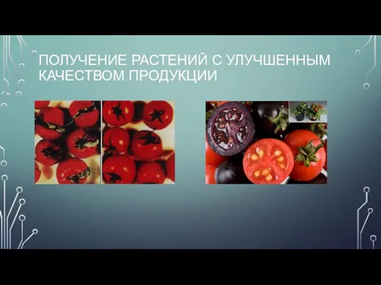 ПОЛУЧЕНИЕ РАСТЕНИЙ С УЛУЧШЕННЫМ КАЧЕСТВОМ ПРОДУКЦИИ