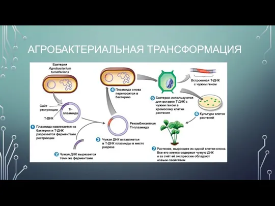 АГРОБАКТЕРИАЛЬНАЯ ТРАНСФОРМАЦИЯ