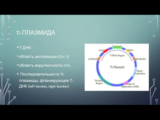 Ti-ПЛАЗМИДА Т-ДНК область репликации (Ori V) область вирулентности (Vir) Последовательности
