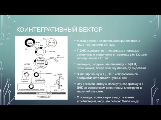 КОИНТЕГРАТИВНЫЙ ВЕКТОР Метод основан на использовании плазмиды кишечной палочки pBR