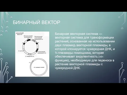 БИНАРНЫЙ ВЕКТОР Бинарная векторная система — векторная система для трансформации