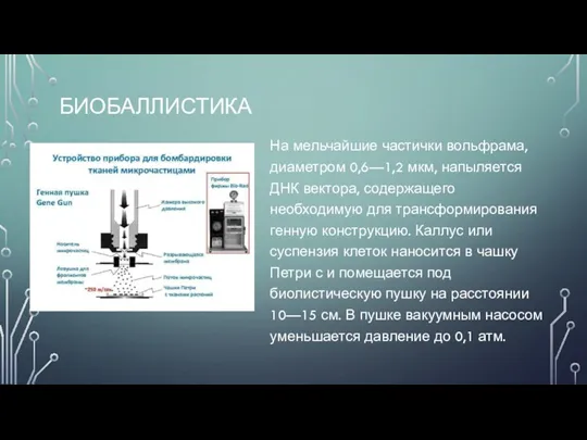 БИОБАЛЛИСТИКА На мельчайшие частички вольфрама, диаметром 0,6—1,2 мкм, напыляется ДНК вектора, содержащего необходимую