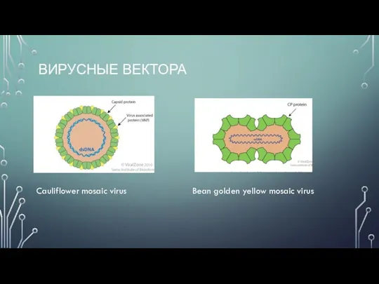 ВИРУСНЫЕ ВЕКТОРА Cauliflower mosaic virus Bean golden yellow mosaic virus