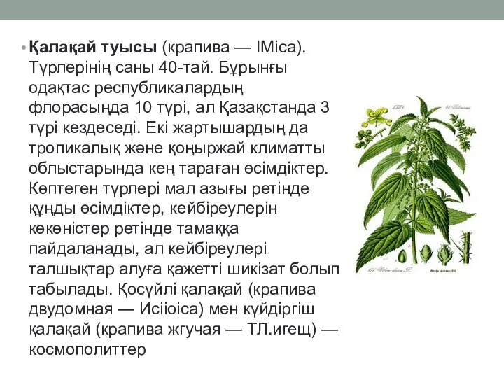 Қалақай туысы (крапива — ІМіса). Түрлерінің саны 40-тай. Бұрынғы одақтас