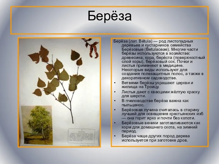 Берёза Берёза (лат. Bétula) — род листопадных деревьев и кустарников