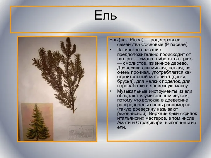 Ель Ель (лат. Pícea) — род деревьев семейства Сосновые (Pinaceae).