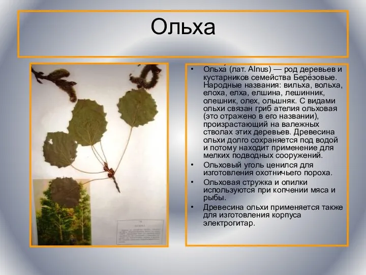 Ольха Ольха́ (лат. Alnus) — род деревьев и кустарников семейства