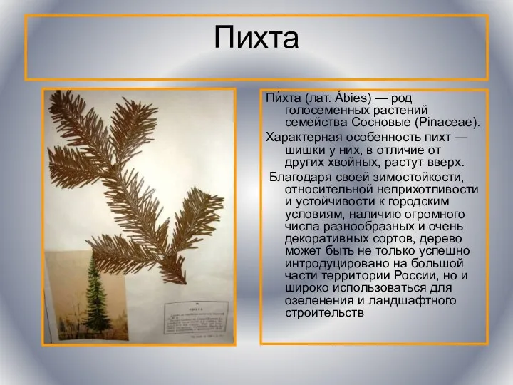 Пихта Пи́хта (лат. Ábies) — род голосеменных растений семейства Сосновые
