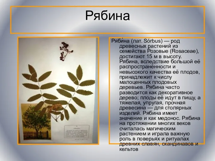 Рябина Ряби́на (лат. Sórbus) — род древесных растений из семейства