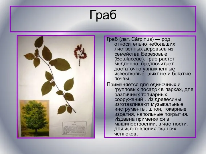 Граб Граб (лат. Cárpinus) — род относительно небольших лиственных деревьев
