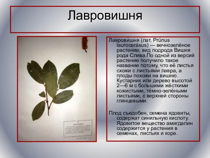 Лавровишня Лаврови́шня (лат. Prúnus laurocerásus) — вечнозелёное растение; вид подрода