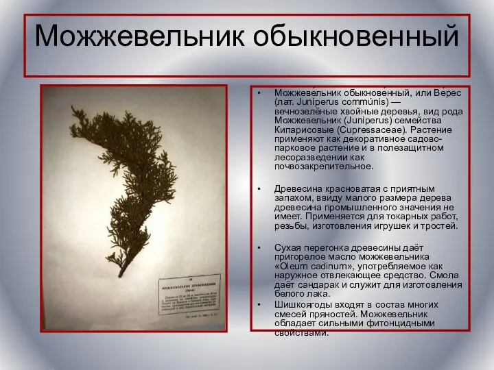 Можжевельник обыкновенный Можжеве́льник обыкнове́нный, или Ве́рес (лат. Juníperus commúnis) —