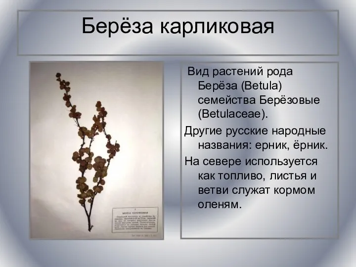 Берёза карликовая Вид растений рода Берёза (Betula) семейства Берёзовые (Betulaceae).