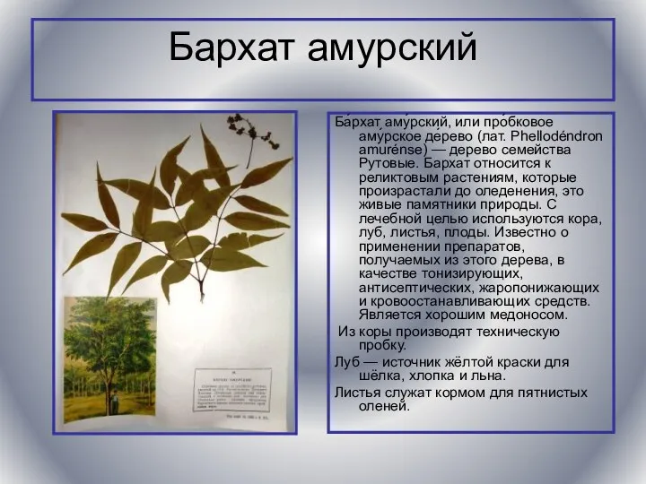 Бархат амурский Ба́рхат аму́рский, или про́бковое аму́рское де́рево (лат. Phellodéndron