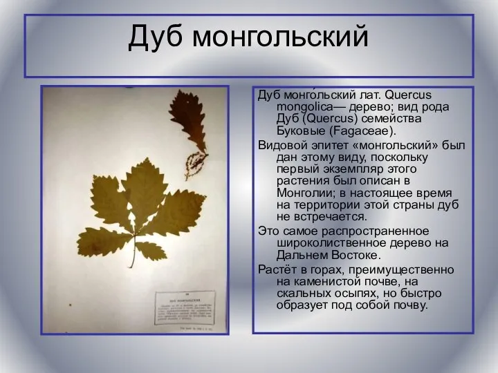 Дуб монгольский Дуб монго́льский лат. Quercus mongolica— дерево; вид рода
