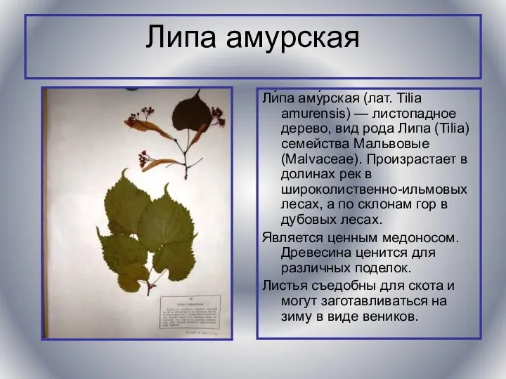 Липа амурская Ли́па аму́рская (лат. Tilia amurensis) — листопадное дерево,