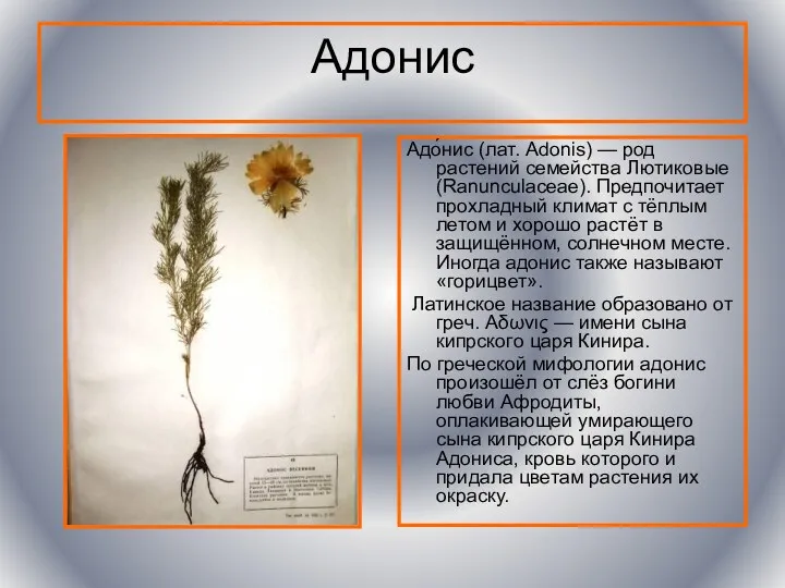 Адонис Адо́нис (лат. Adonis) — род растений семейства Лютиковые (Ranunculaceae).