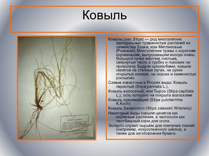 Ковыль Ковы́ль (лат. Stipa) — род многолетних однодольных травянистых растений