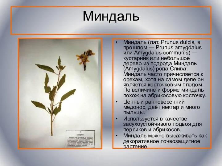 Миндаль Минда́ль (лат. Prunus dulcis, в прошлом — Prunus amygdalus