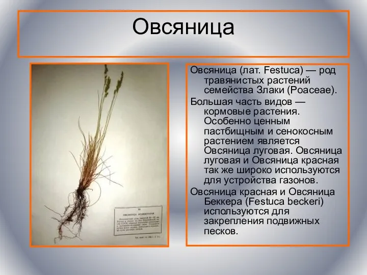 Овсяница Овсяница (лат. Festuca) — род травянистых растений семейства Злаки