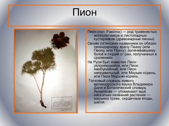 Пион Пио́н (лат. Paeónia) — род травянистых многолетников и листопадных