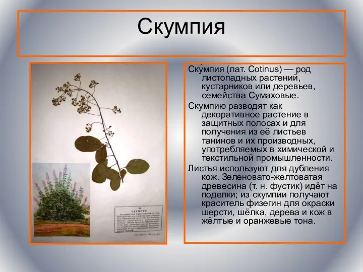 Скумпия Ску́мпия (лат. Cotinus) — род листопадных растений, кустарников или