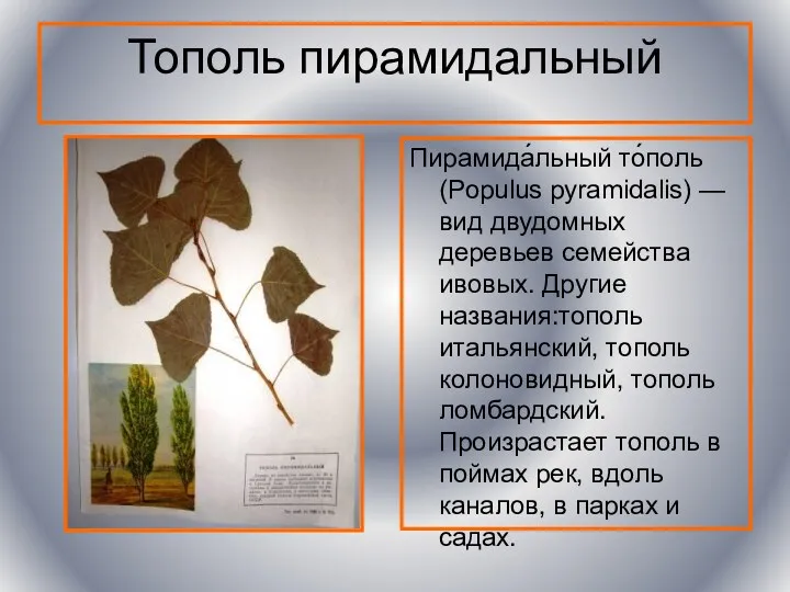 Тополь пирамидальный Пирамида́льный то́поль (Populus pyramidalis) — вид двудомных деревьев